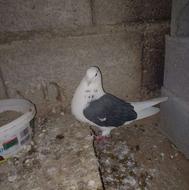 کبوتر پشتدار