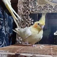 پرنده طوطی عروس هلندی لوتینو