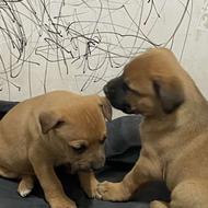 واگذاری. سگ پیتبول بلک نویز