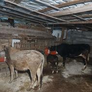 دو راس گاومحلی جوان باگوساله