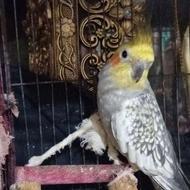 پرنده گل باقالی عروس هلندی