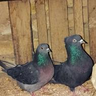 کبوتر پرشی یک