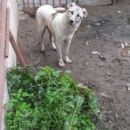 طولع سرابی 8ماهه