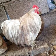 خروس کوشین بسیار زیبا