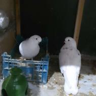 فروش کبوتر جفت لانگفیس زینتی