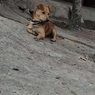 واگذاری سگ پاکوتاه نر