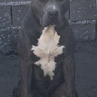 آمریکن پیتبول(برای جفت زدن)