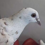 کفتر سار جوانه