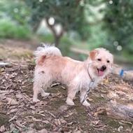 واگذار سگ شیتزو