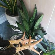 لاری با اصالت