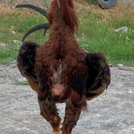 فروش لاری یکساله