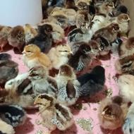 جوجه گلپایگان داوزه روزه