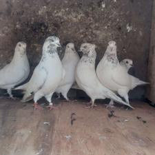 کبوتر تکپر پرشی