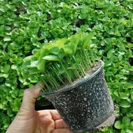 پیش فروش سبزه نارنج تیراژ بالا موجوده بابل