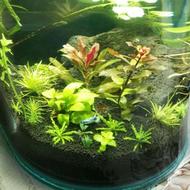 آکواریوم شرکتی یک متری شیشه خم خارجی