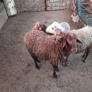 5تابره 3تانر2تاماده کیلوی 580