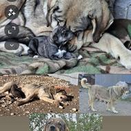 سگ پژدر ماده درجه1