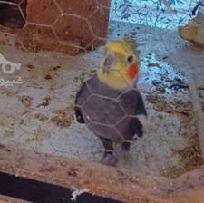 طوطی عروس نر