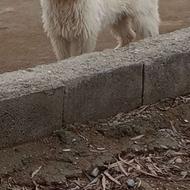 سگ پاکوتاه واگذاری