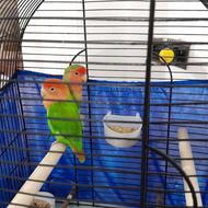 طوطی برزیلی لپ هلویی بدون قفس