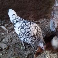 مرغ مینیاتوری سبرایت پولک منظم