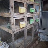 جای کبوتر عالی