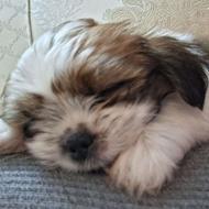 واگذاری سگ شیتزو سوپر فلت نڗاد اصلی