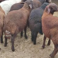 بره نر 25 الی 27 کیلویی دونه ای بیست ملیون