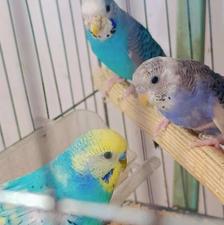 تعدادی مرغ عشق