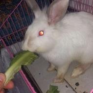 خرگوش چشم شرابی نژاد