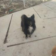 واگذاری سگ پامرانین