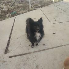 واگذاری سگ پامرانین