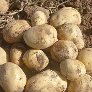 فروش سیب زمینی بذری خوراکی فندوقی همدان