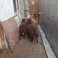 گوسفند بره چاق نر وماده جفتی 60 کیلو