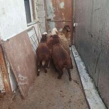 گوسفند بره چاق نر وماده جفتی 60 کیلو