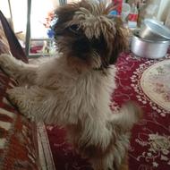 واگذاری شیتزو سوپر فلت اصل فوری