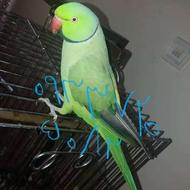 واگذاری طوطی ملنگو رایگان