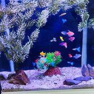 آکواریوم شیشه خم