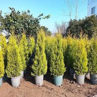 لاوسون ریشه پرس