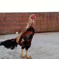 خروس لاری اصیل