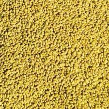 بذر یونجه پایه بلند