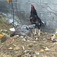 مرغ و خروس لاری