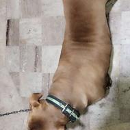 واگذاری سگ پیتبول