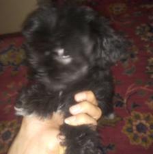 توله شیتزو فلت