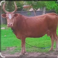 ویاز به یک سرمایه گذار برای خرید گاو جنگی بدون خوراک