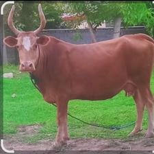 ویاز به یک سرمایه گذار برای خرید گاو جنگی بدون خوراک