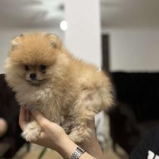 واگذاری توله پامر