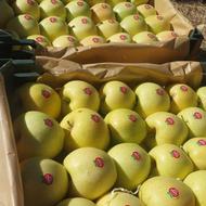 سیب سفید،قرمز