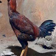 خروس لاری روانسر