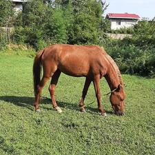 اسب مادیان آبستن